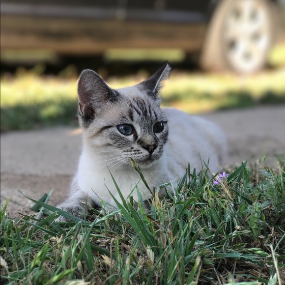 Meet your Posher, Michelle - Picture 1 of 1